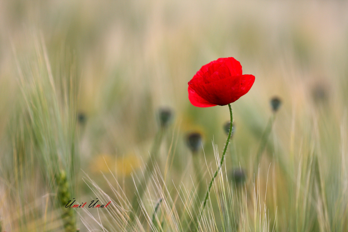 Canon EOS 40D + Canon EF 100mm F2.8 Macro USM sample photo. Poppy photography