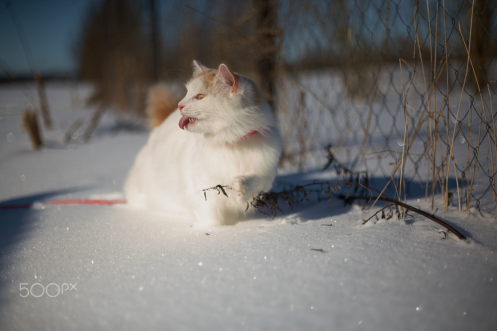 Canon EOS 5D + Canon EF 50mm f/1.8 sample photo. Тьфу, а не трава photography