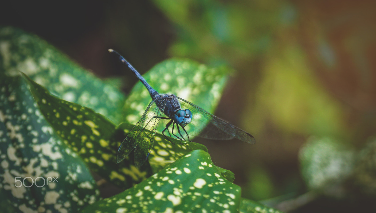 Sony ILCA-77M2 + Sony DT 18-55mm F3.5-5.6 SAM sample photo. Blue dragon photography