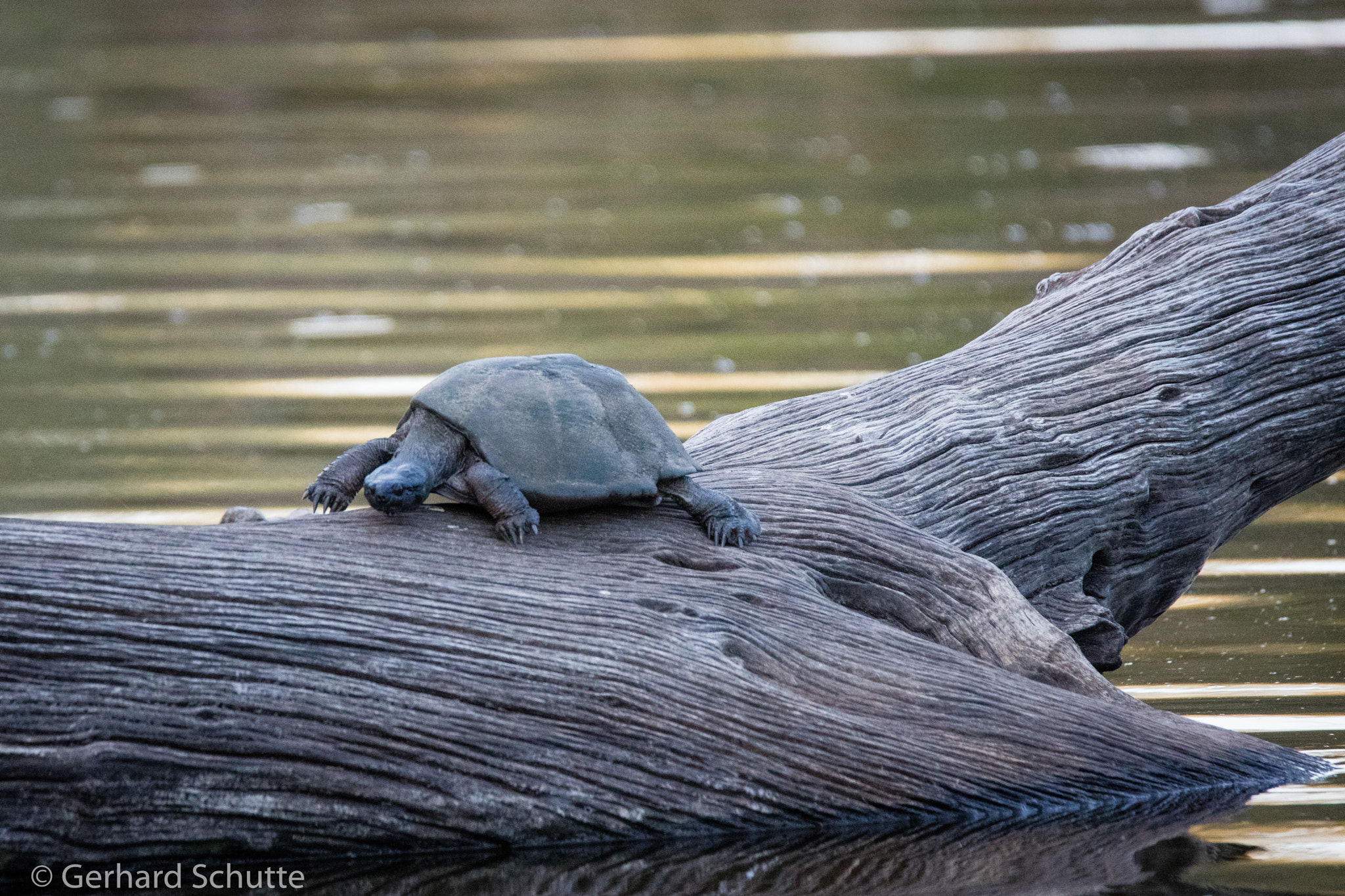 Tamron SP 150-600mm F5-6.3 Di VC USD sample photo. Turtle photography