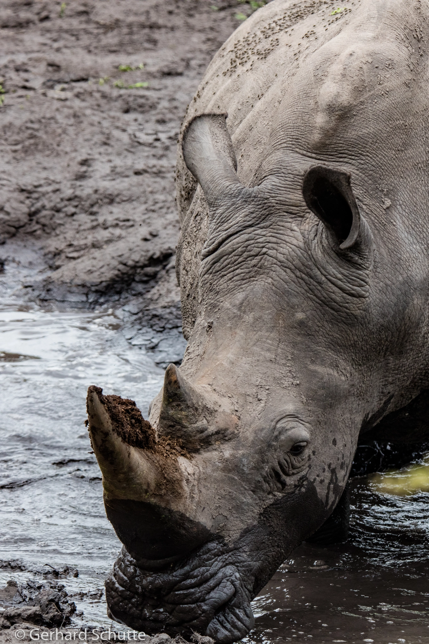 Tamron SP 150-600mm F5-6.3 Di VC USD sample photo. Muddy horn photography