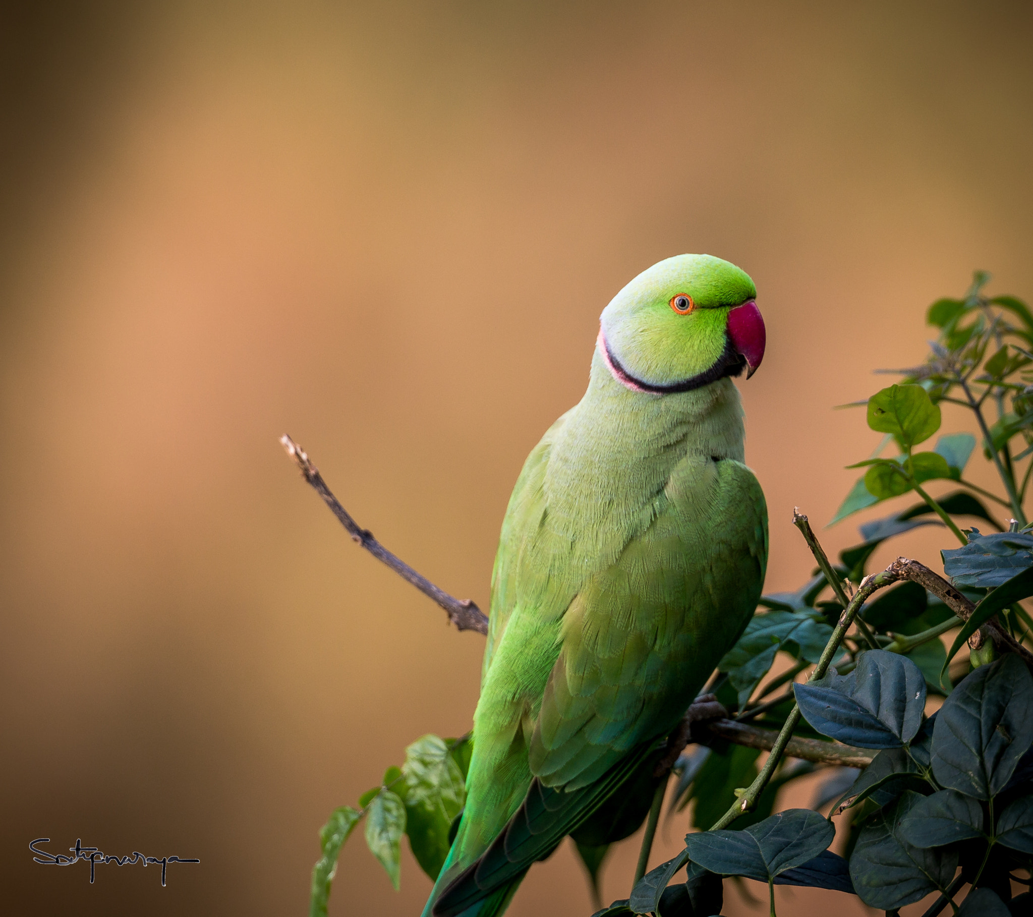Canon EF 300mm F2.8L IS II USM sample photo. Parrot in the lookout photography