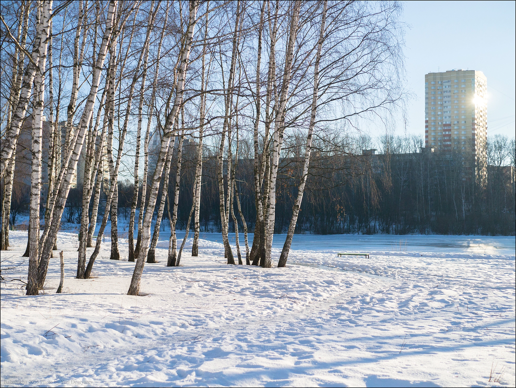 Panasonic Lumix DMC-G3 + Panasonic Leica DG Summilux 25mm F1.4 II ASPH sample photo. Russia. balashikha. february in a birchwood. photography