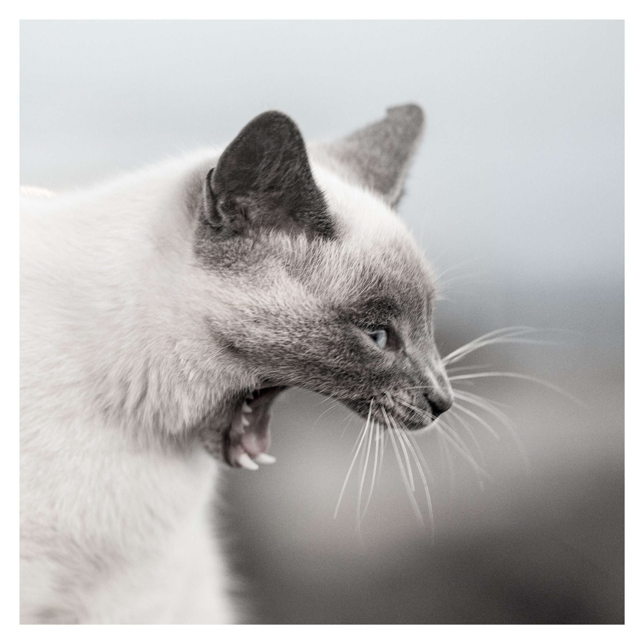 Sigma 150mm f/2.8 EX DG OS HSM APO Macro sample photo. Cat photography