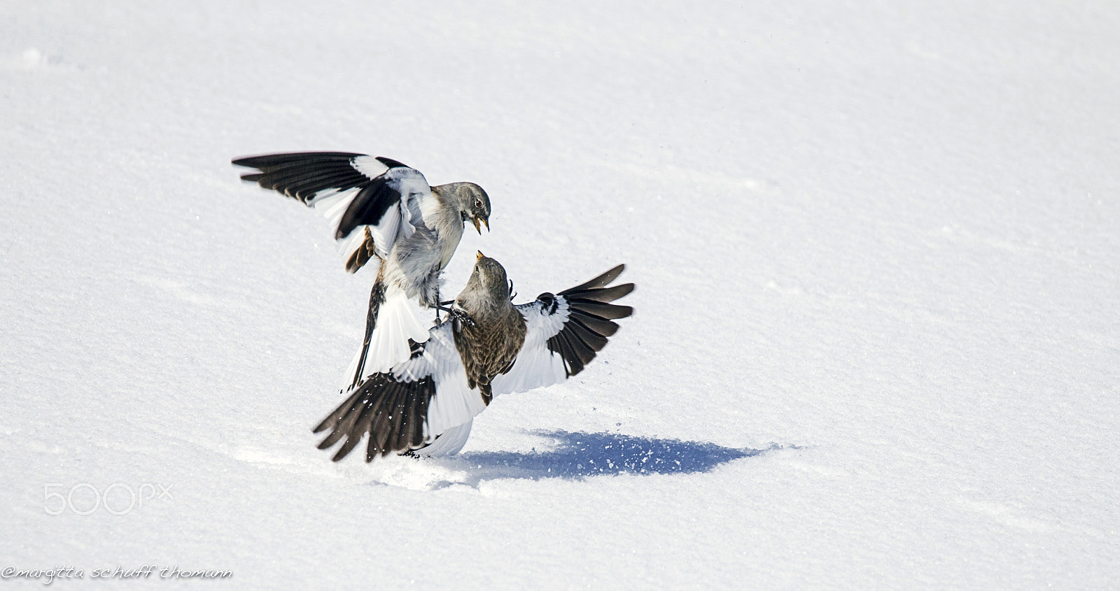 Tamron SP 150-600mm F5-6.3 Di VC USD sample photo. Discussions... photography