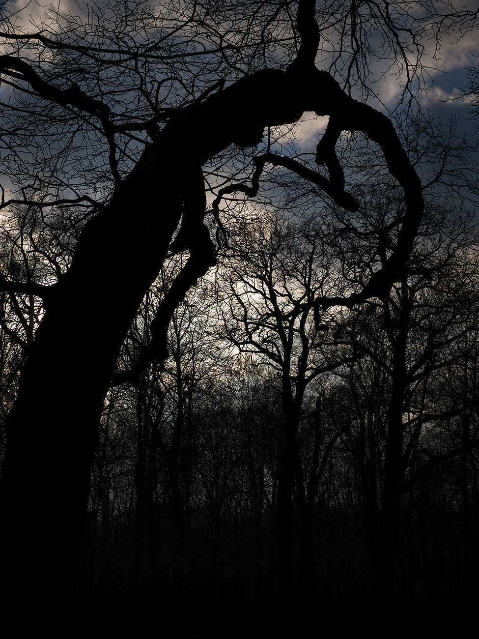 Olympus PEN E-PM2 + Sigma 30mm F2.8 DN Art sample photo. Treemscape photography