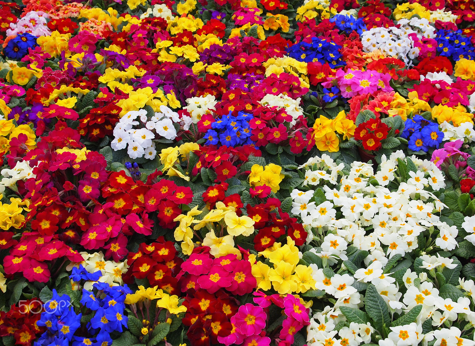 Olympus M.Zuiko Digital ED 14-42mm F3.5-5.6 sample photo. Market pansies photography