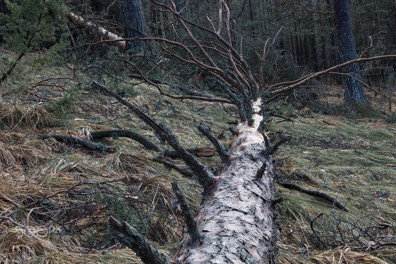 Canon EOS 600D (Rebel EOS T3i / EOS Kiss X5) sample photo. Punching tree photography