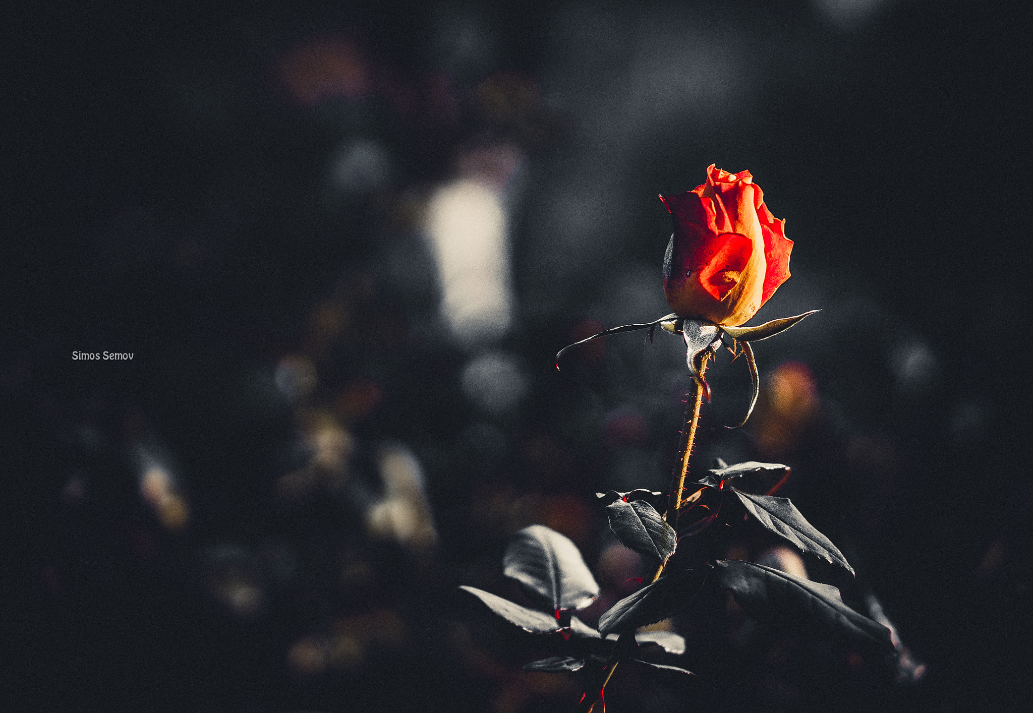 Sony Alpha a3000 + E 50mm F1.8 OSS sample photo. Red rose photography
