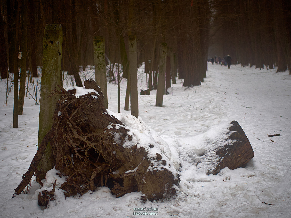 Olympus PEN E-PL5 + Sigma 30mm F2.8 DN Art sample photo. Old park photography