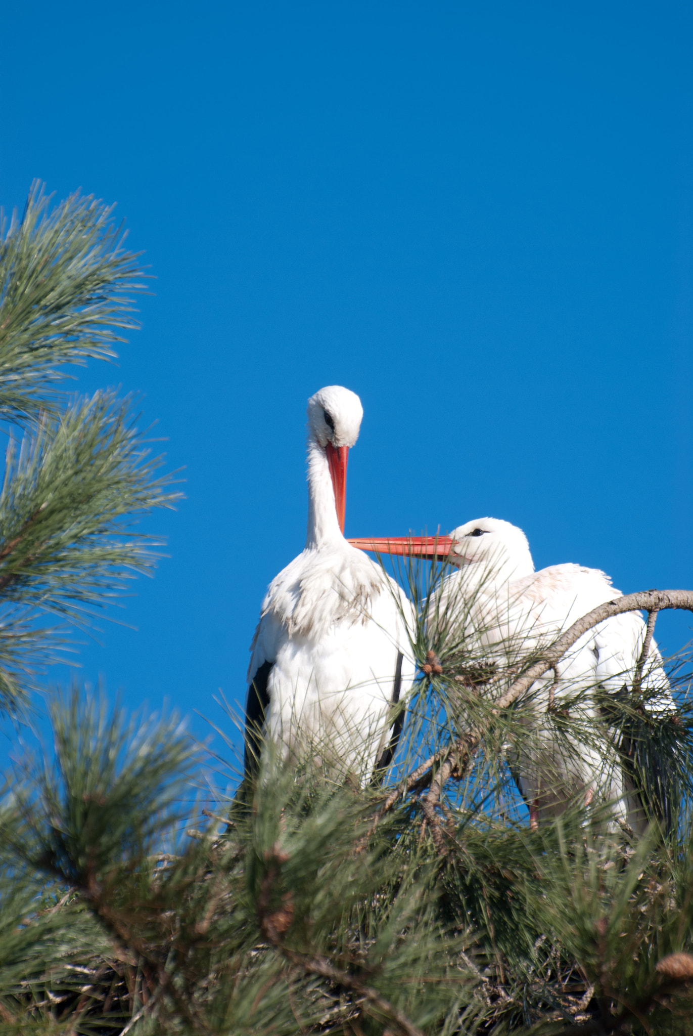 Nikon D60 sample photo. Storks in love photography