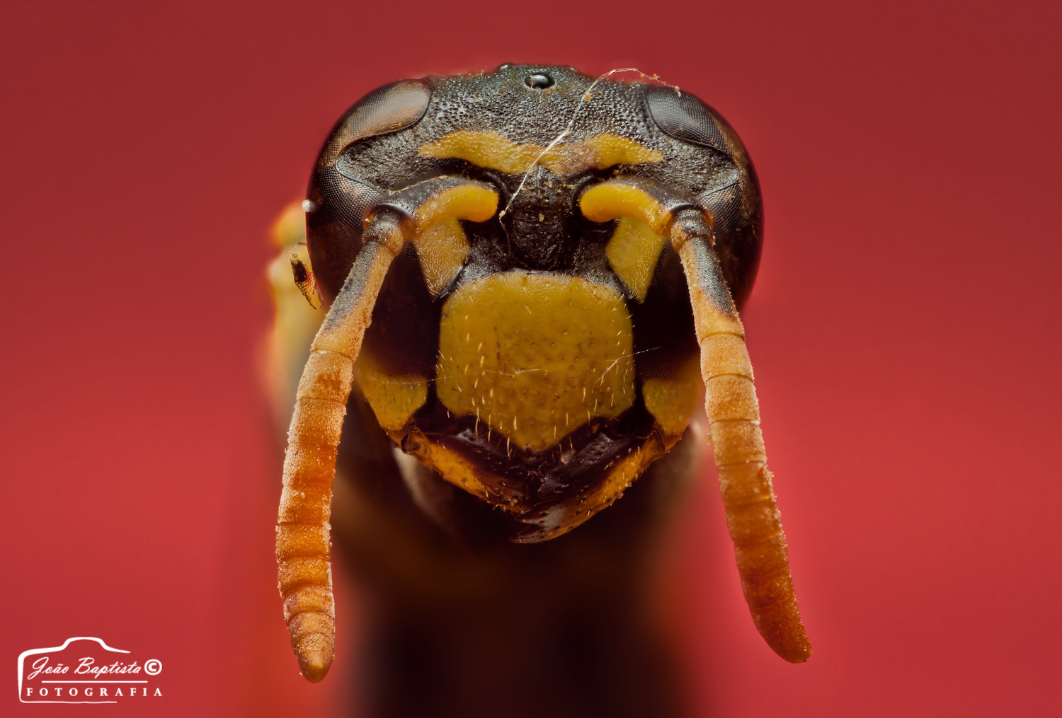 Canon EF-S 18-55mm F3.5-5.6 sample photo. Polistes dominula photography