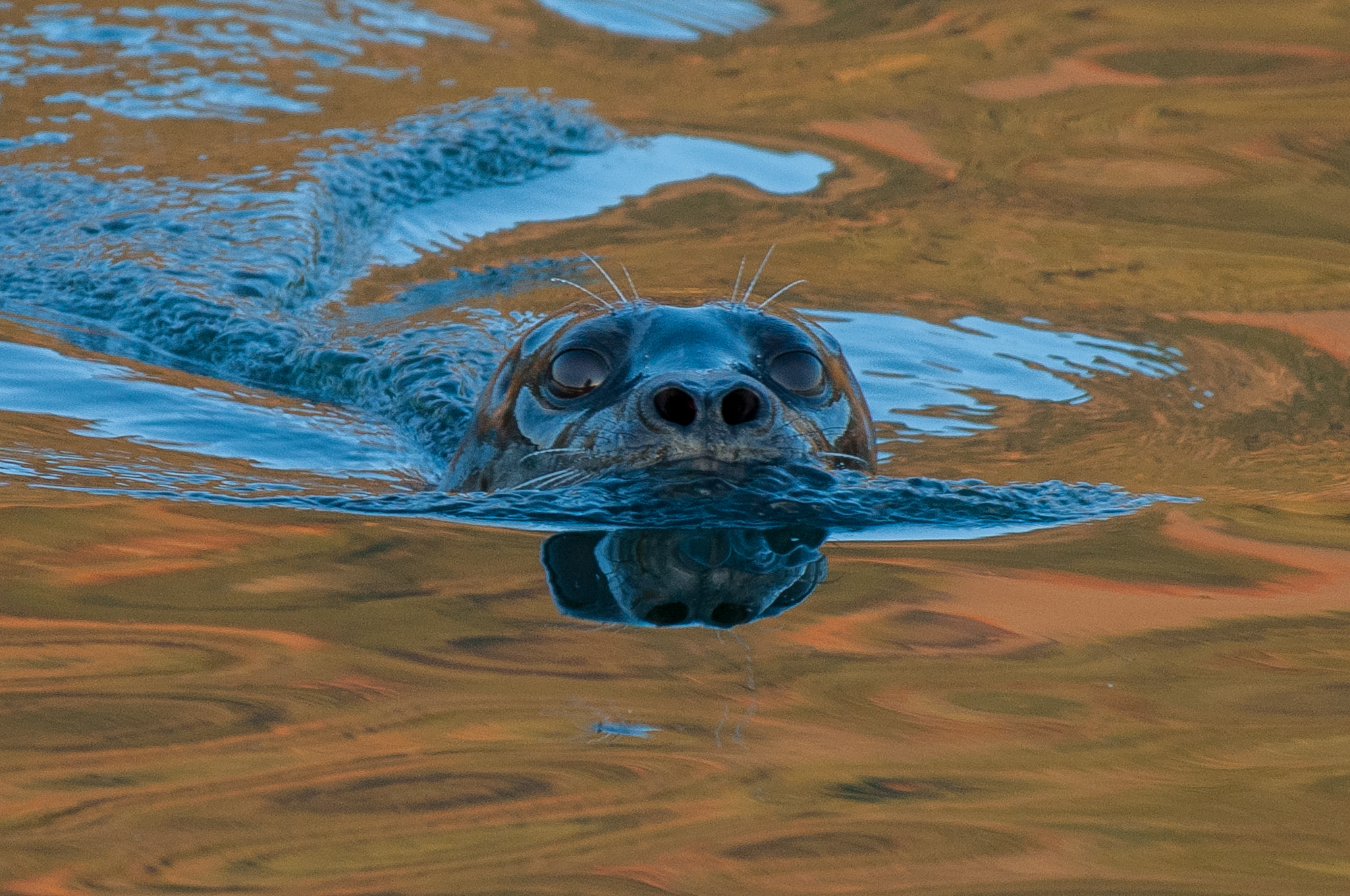Nikon D300S + Nikon AF-S Nikkor 200-500mm F5.6E ED VR sample photo. Harbour seal in reflected fall colours photography