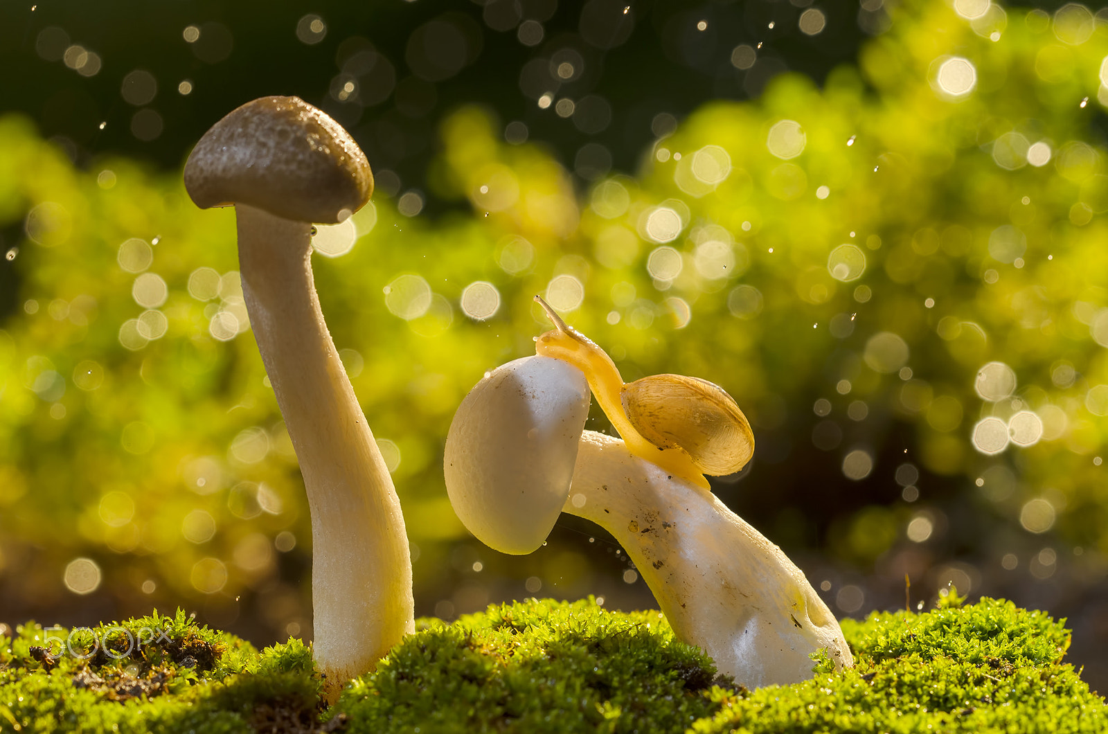 Sigma 150mm F2.8 EX DG OS Macro HSM sample photo. Marry me photography