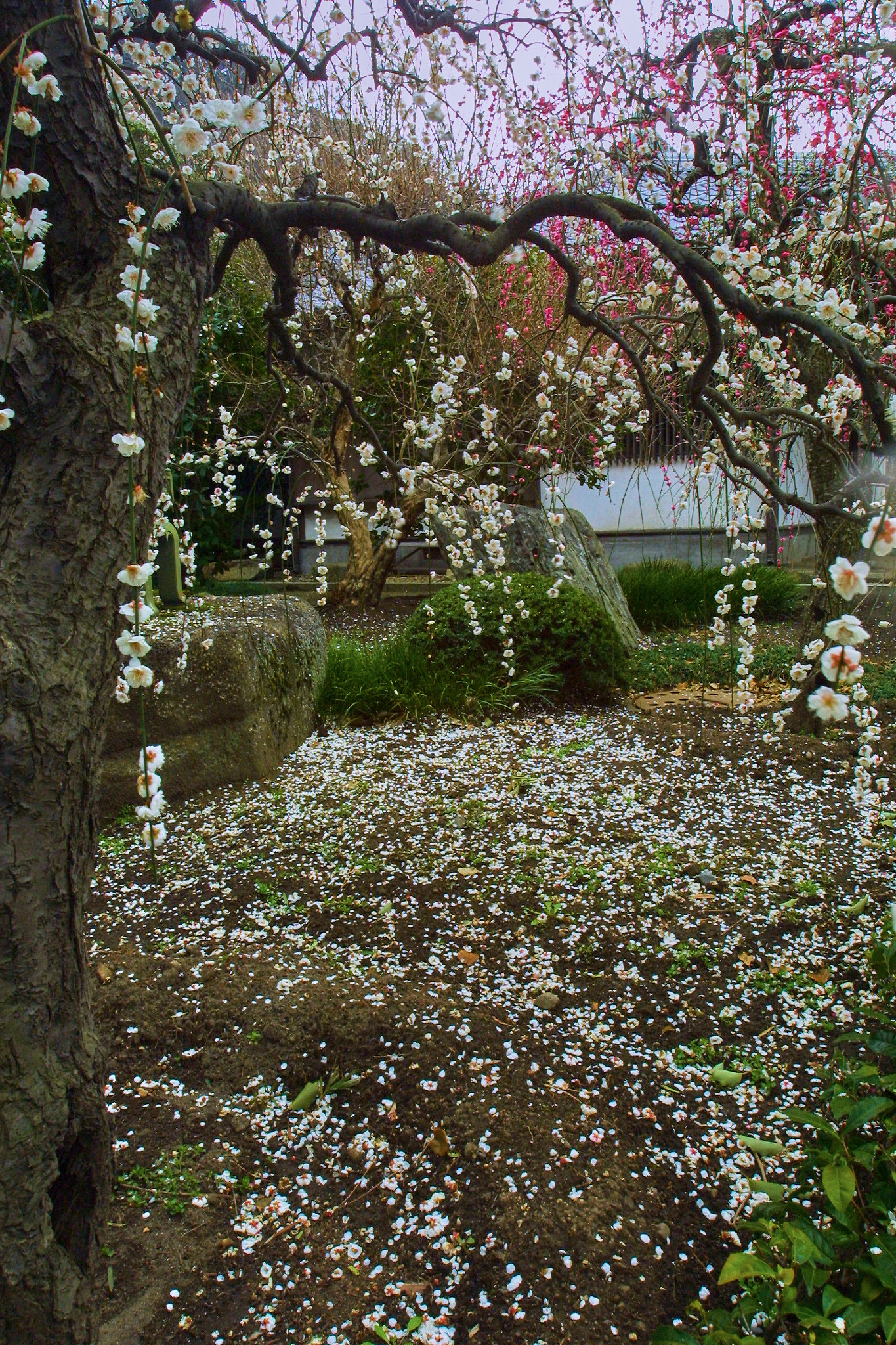 Canon EOS D30 sample photo. Kamakura, i'm back. photography