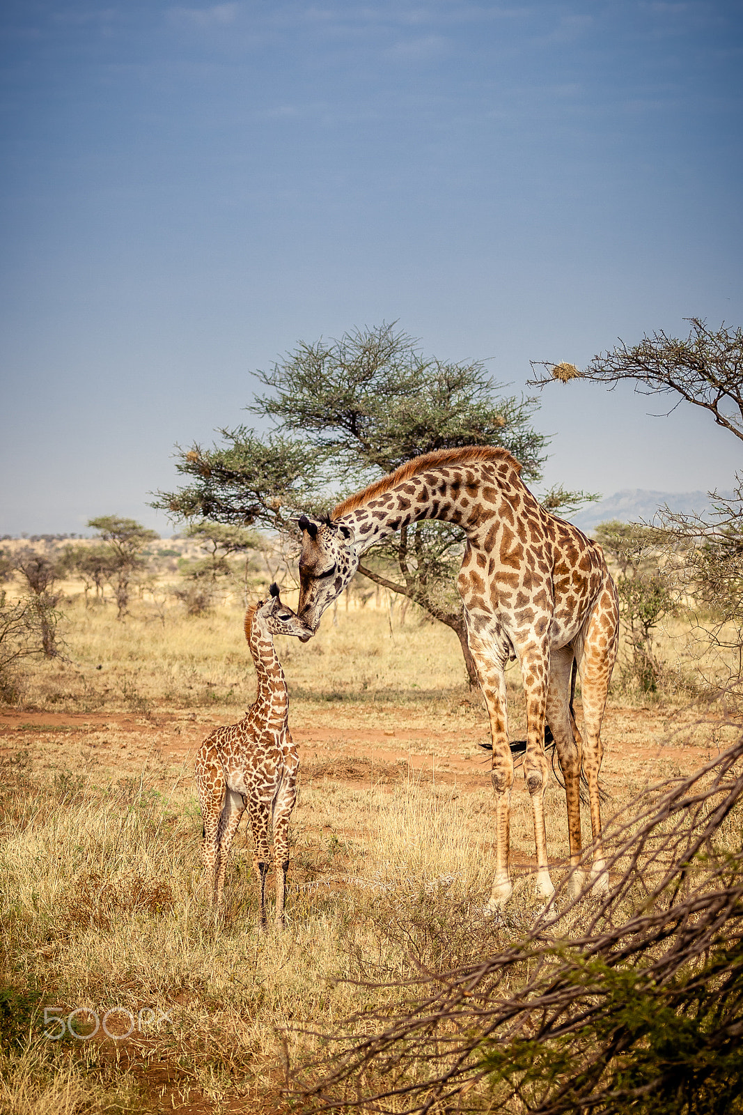 Canon EF 100-400mm F4.5-5.6L IS II USM sample photo. Giraffes photography