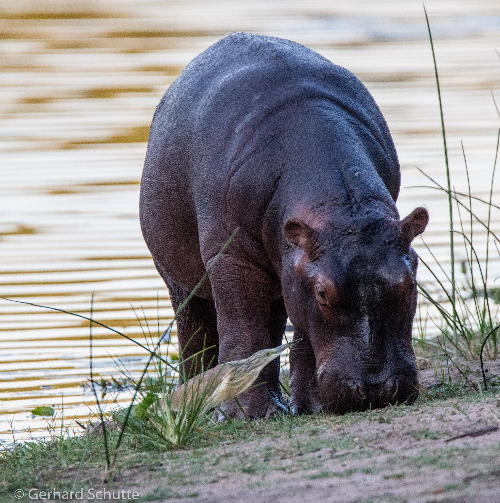 Tamron SP 150-600mm F5-6.3 Di VC USD sample photo. Unlikely friends photography