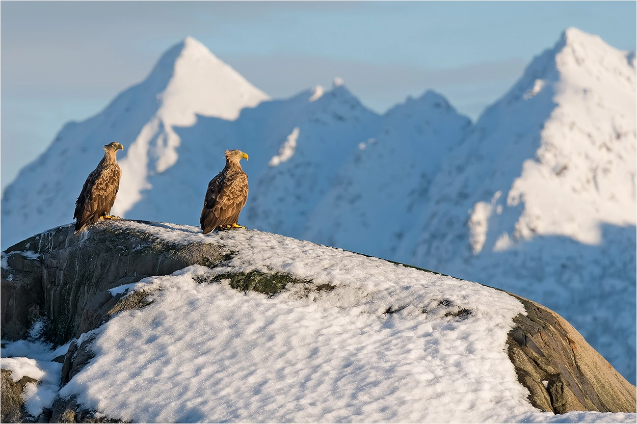 Nikon Nikkor AF-S 300mm F4E PF ED VR sample photo. White-tailed eagle / haliaeetus albicilla photography