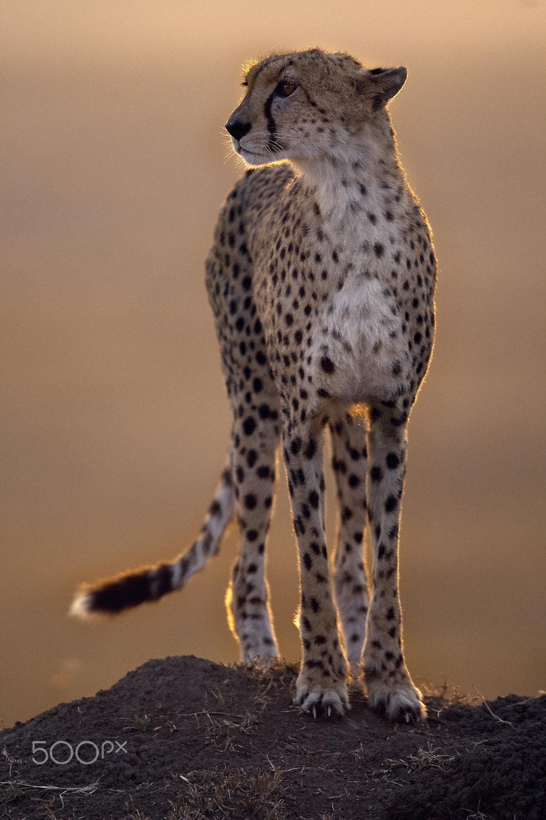 Canon EF 600mm F4L IS USM sample photo. Cheetah photography