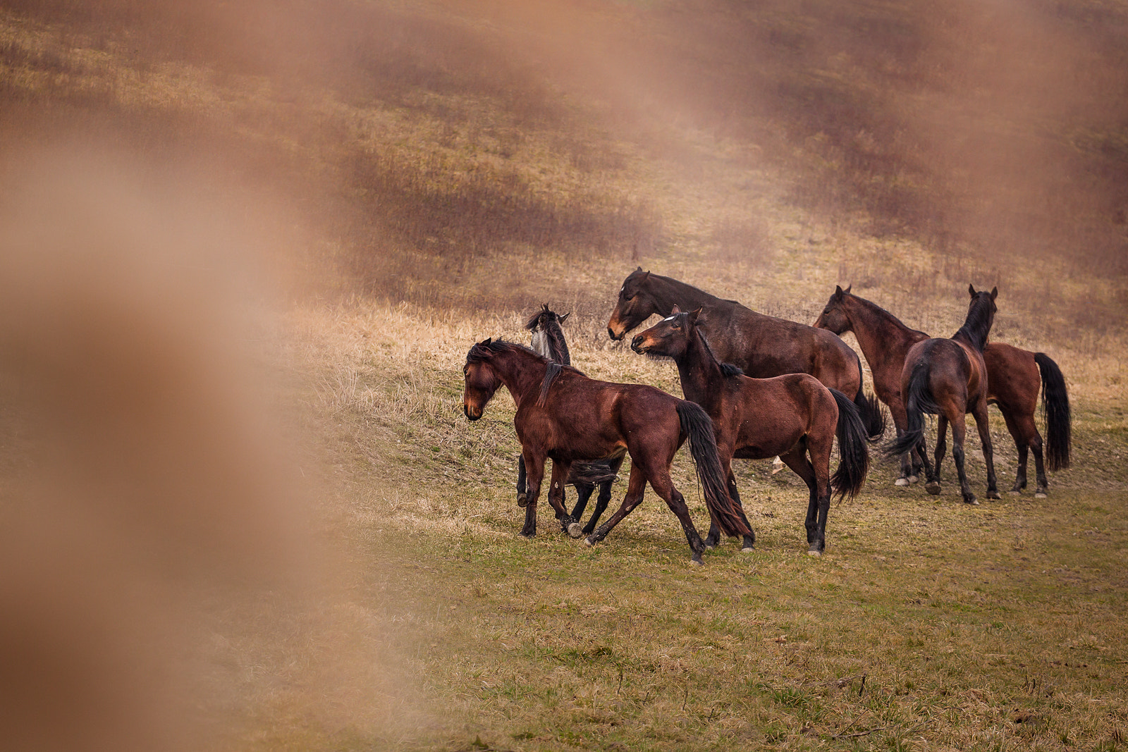 Canon EOS 500D (EOS Rebel T1i / EOS Kiss X3) + Canon EF 70-200mm F4L USM sample photo. Wild horses photography