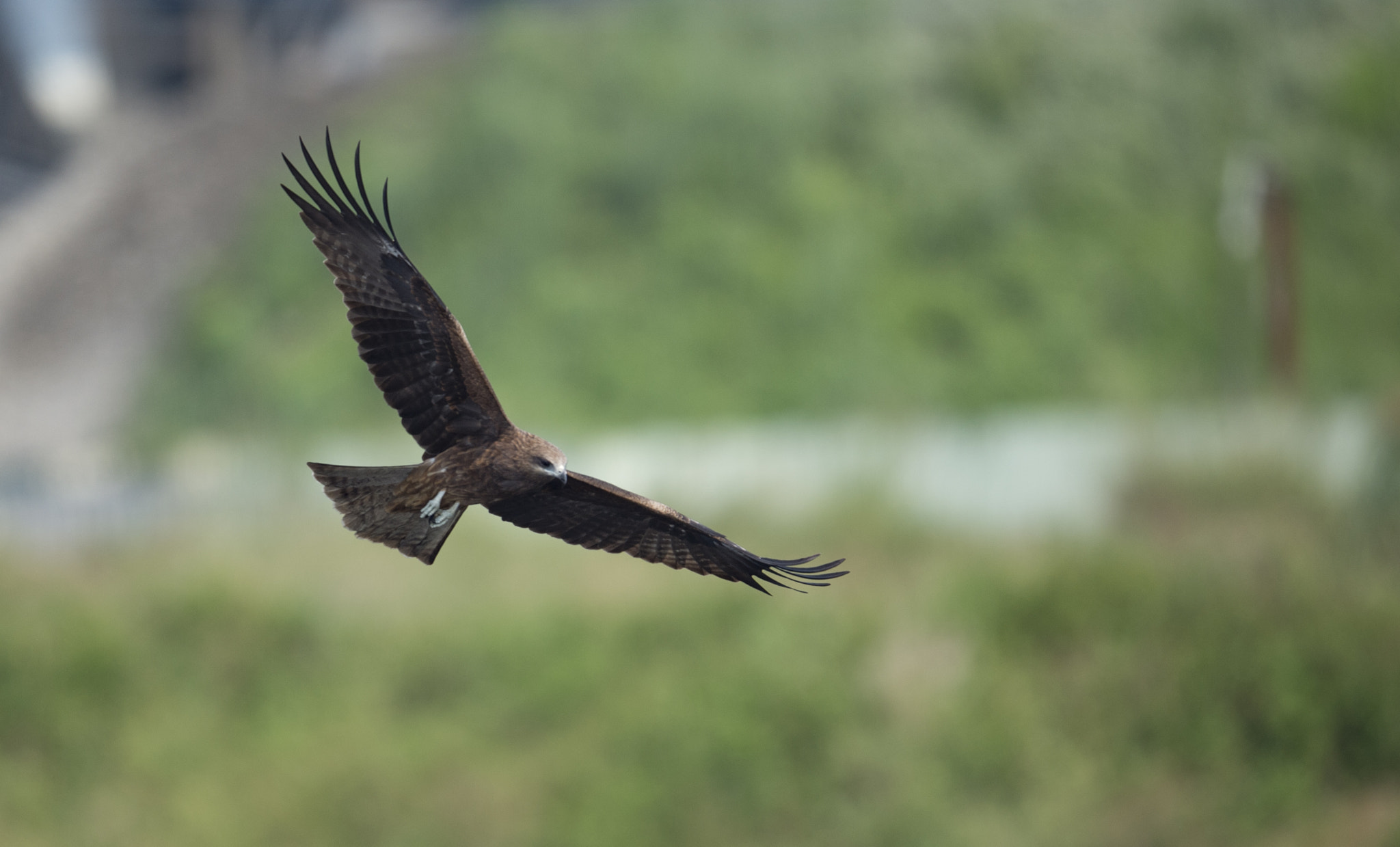 Nikon D4S sample photo. 黑鳶 photography