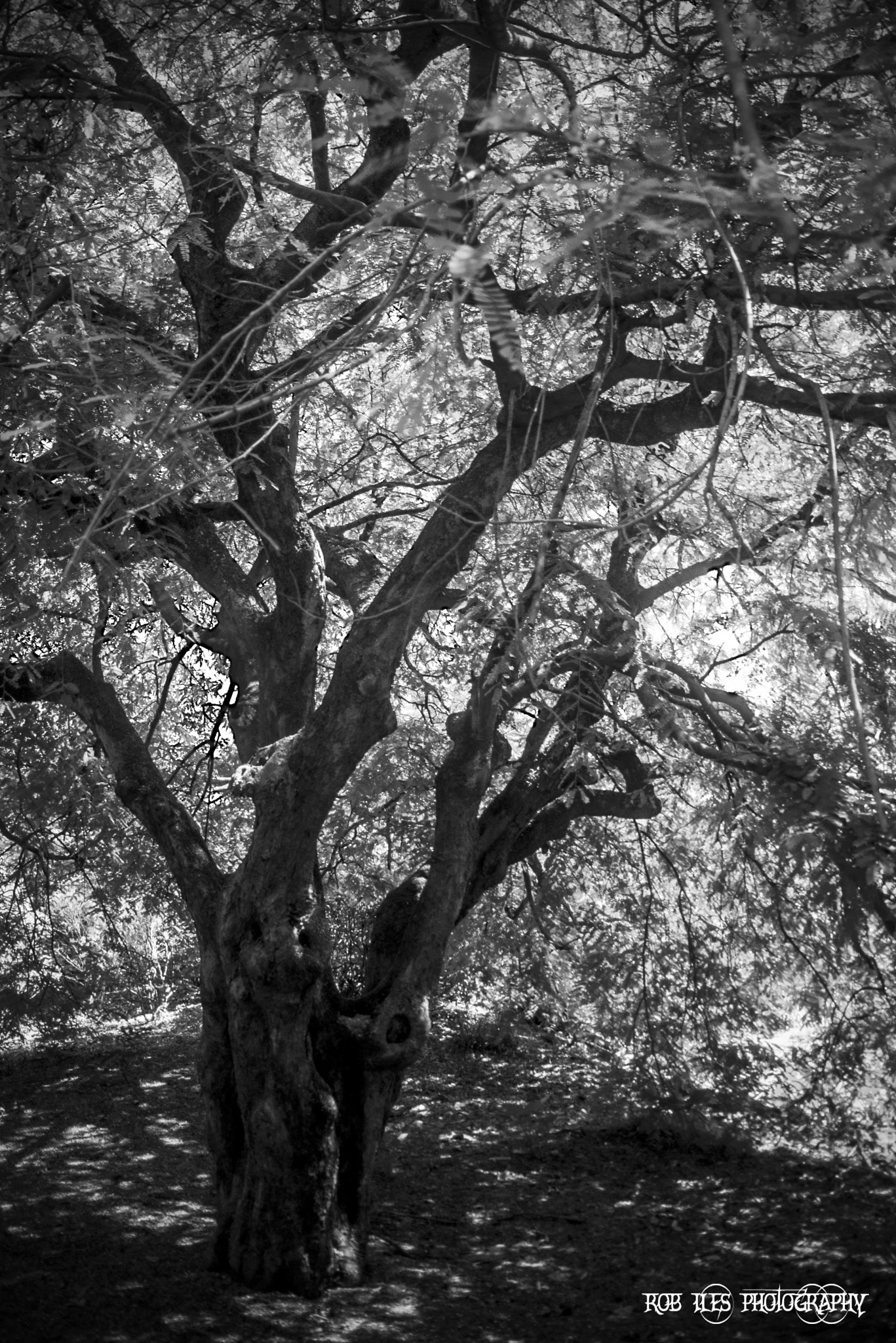 Pentax *ist DL sample photo. Bw photography