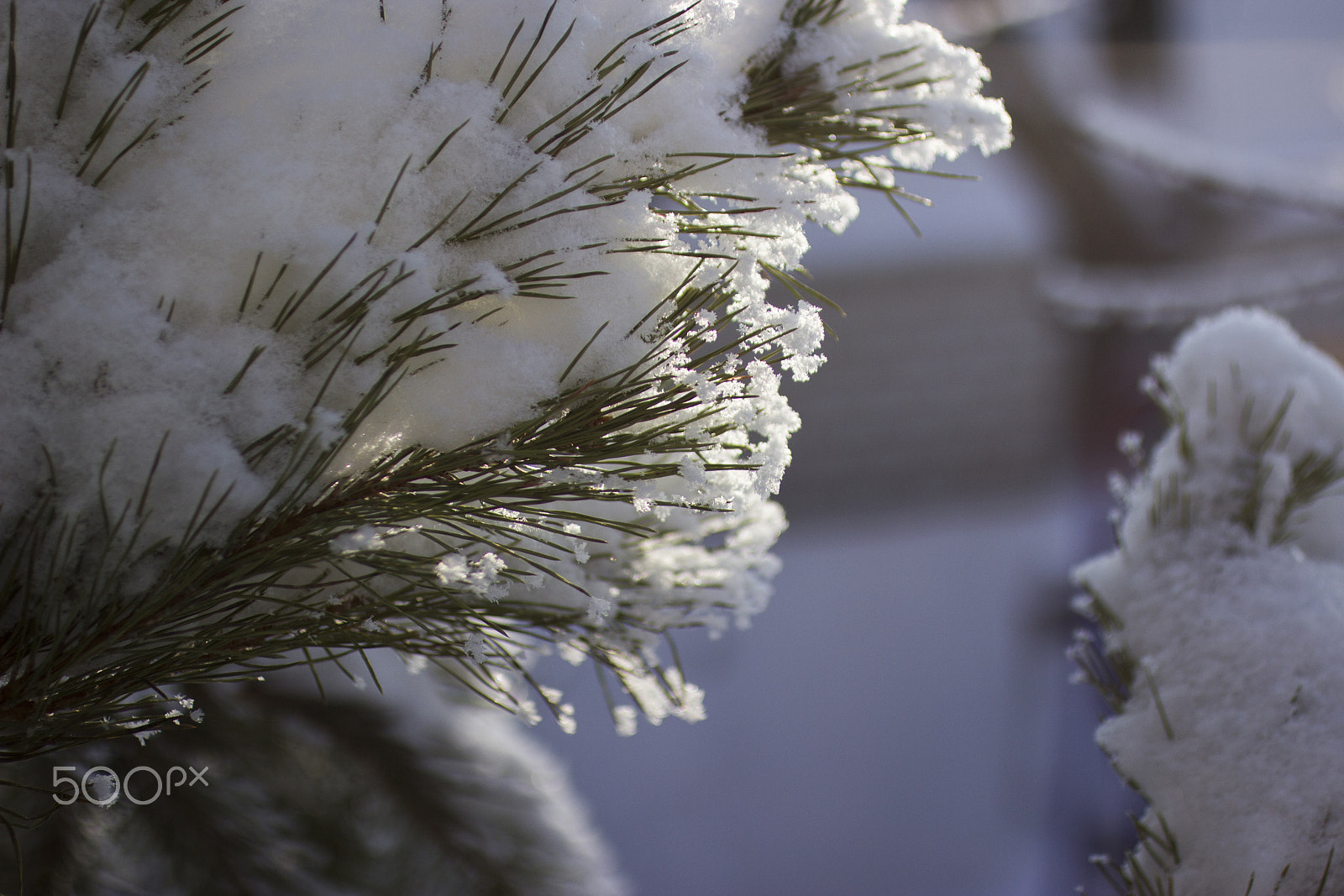 Canon EOS 600D (Rebel EOS T3i / EOS Kiss X5) + Canon EF 50mm F2.5 Macro sample photo. Winterland photography