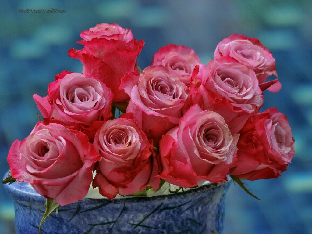 CASIO EX-100 sample photo. The roses photography