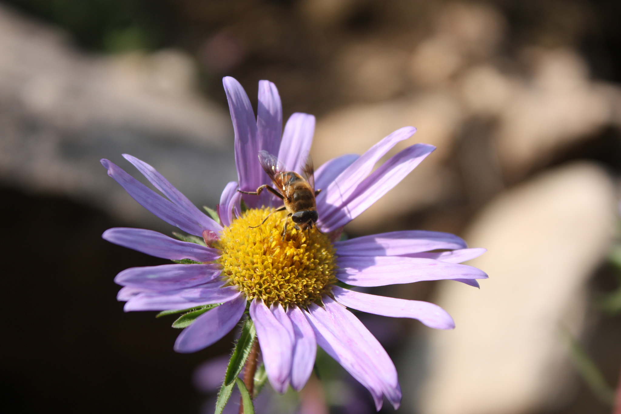 Canon EOS 450D (EOS Rebel XSi / EOS Kiss X2) sample photo. 采蜜的蜂 photography