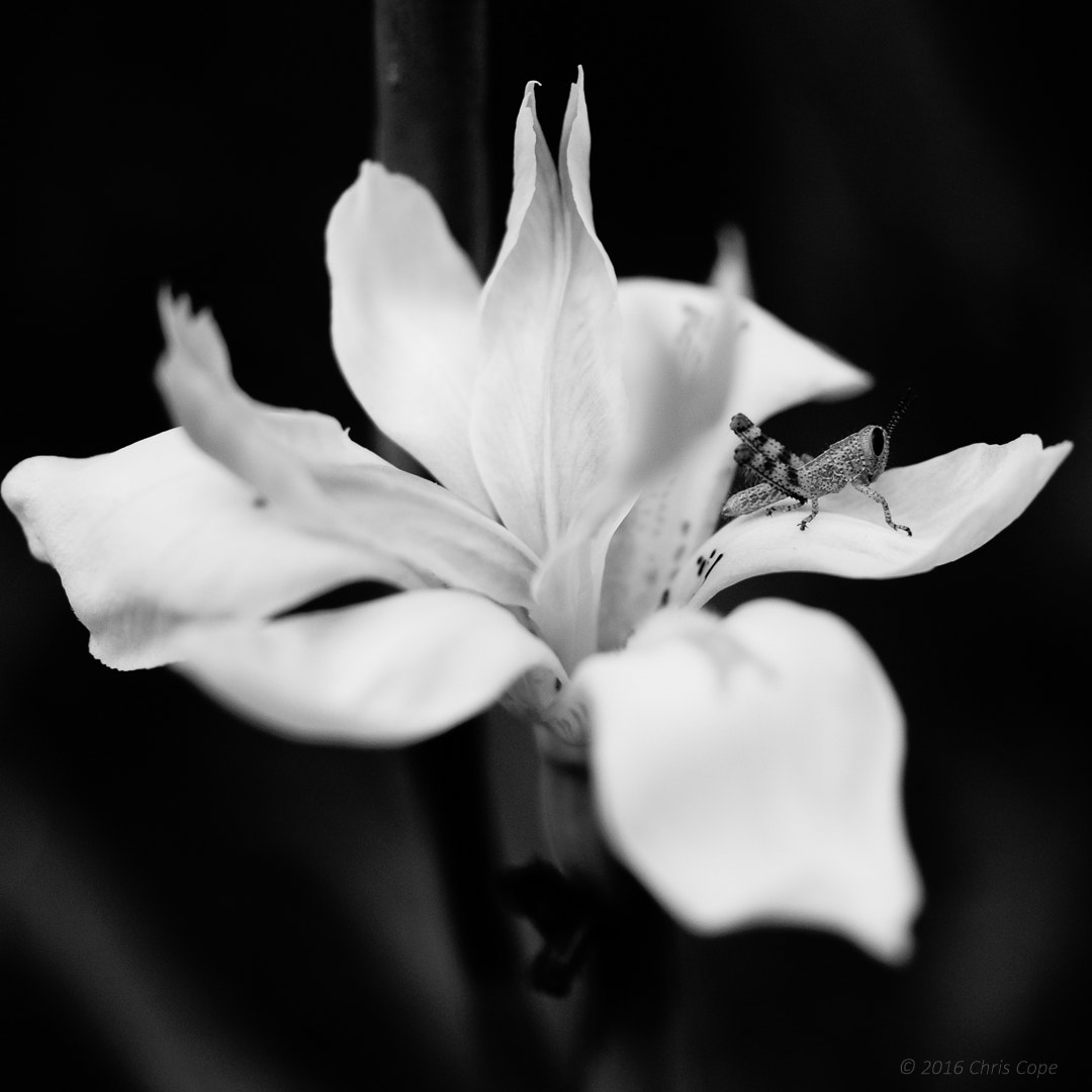 Sony SLT-A58 + Sony DT 30mm F2.8 Macro SAM sample photo. Grasshopper photography