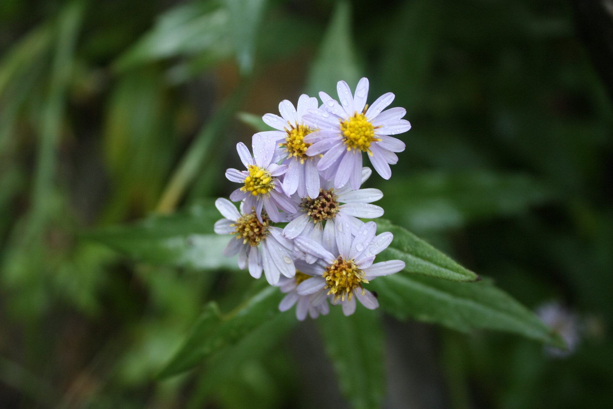 Canon EOS 450D (EOS Rebel XSi / EOS Kiss X2) sample photo. 那片花儿 photography