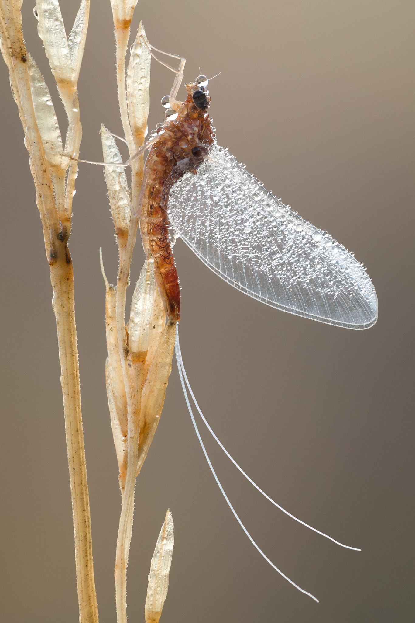 Canon EF 180mm F3.5L Macro USM sample photo. Mayfly photography