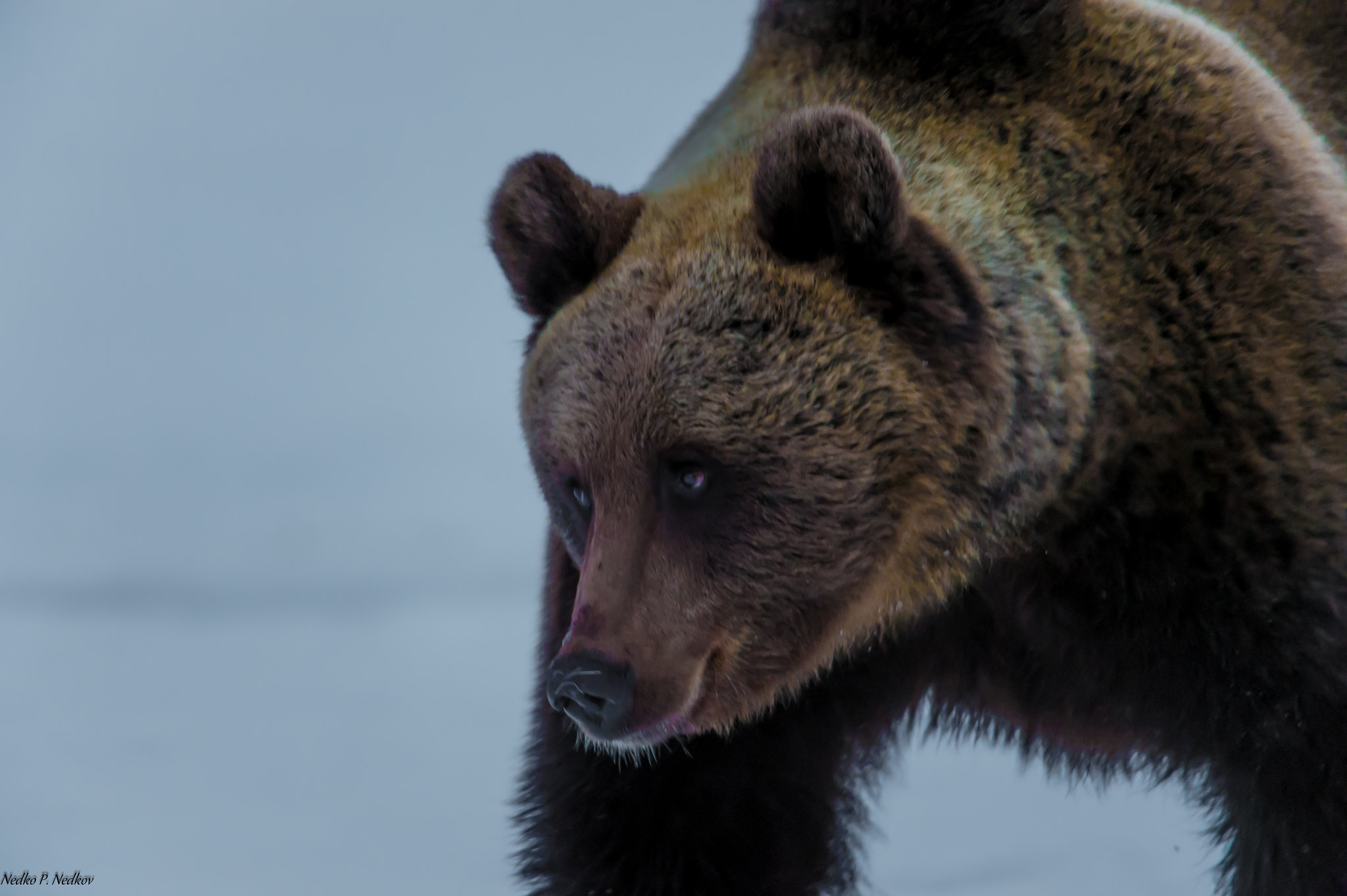 Nikon AF-S Nikkor 200-400mm F4G ED-IF VR sample photo. Brown bear photography