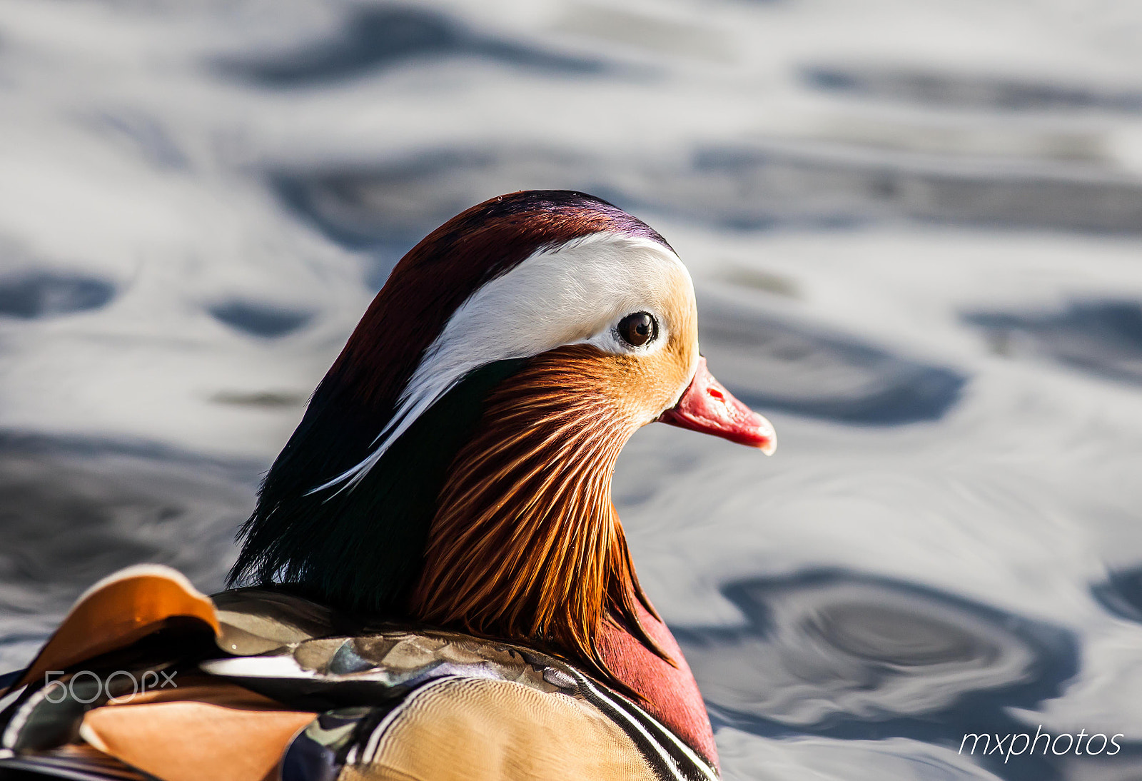 Canon EOS 5D Mark II + Canon EF 400mm F5.6L USM sample photo. Mandarin duck portrait photography