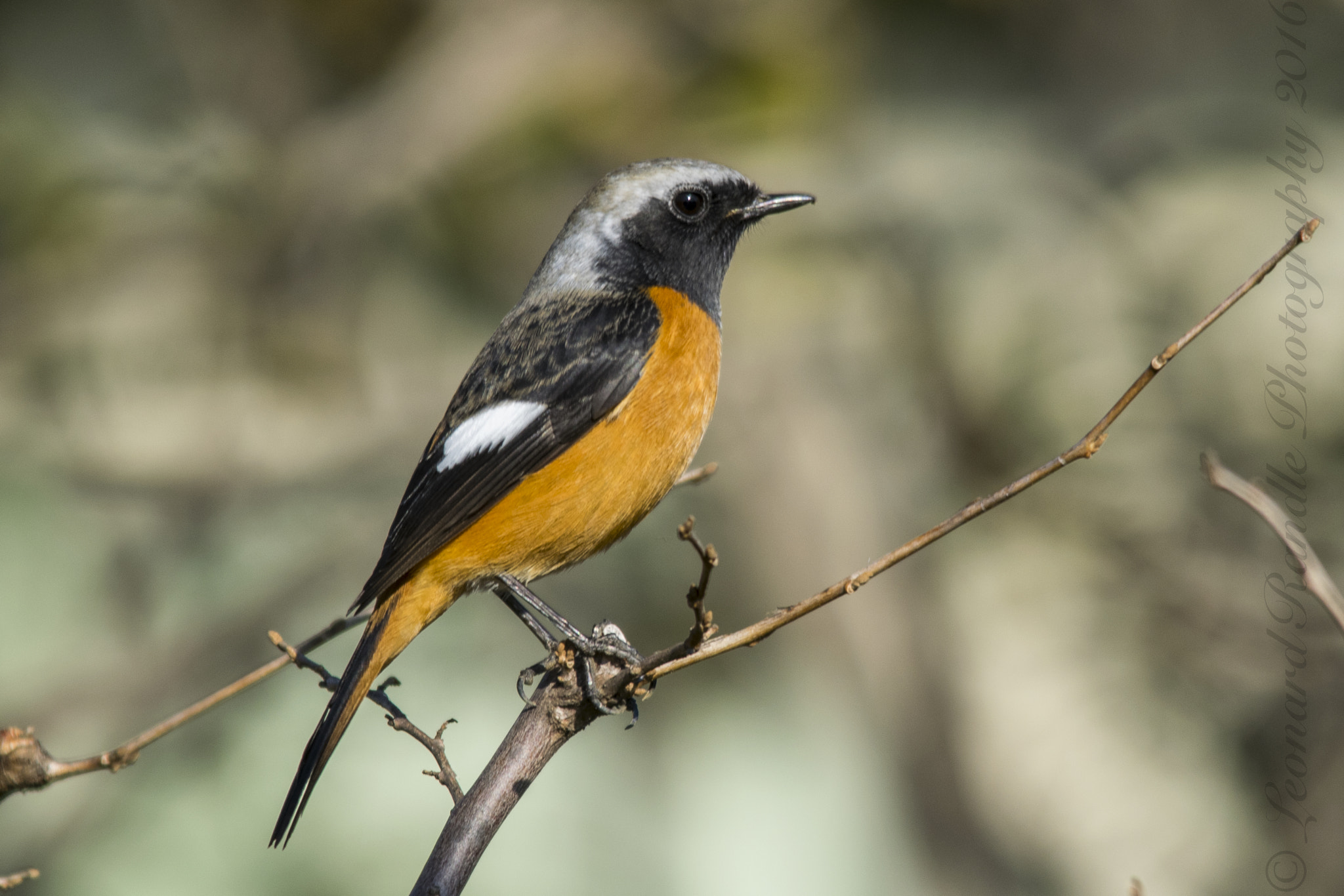 Sigma 150-500mm F5-6.3 DG OS HSM sample photo. Daurian redstart px photography
