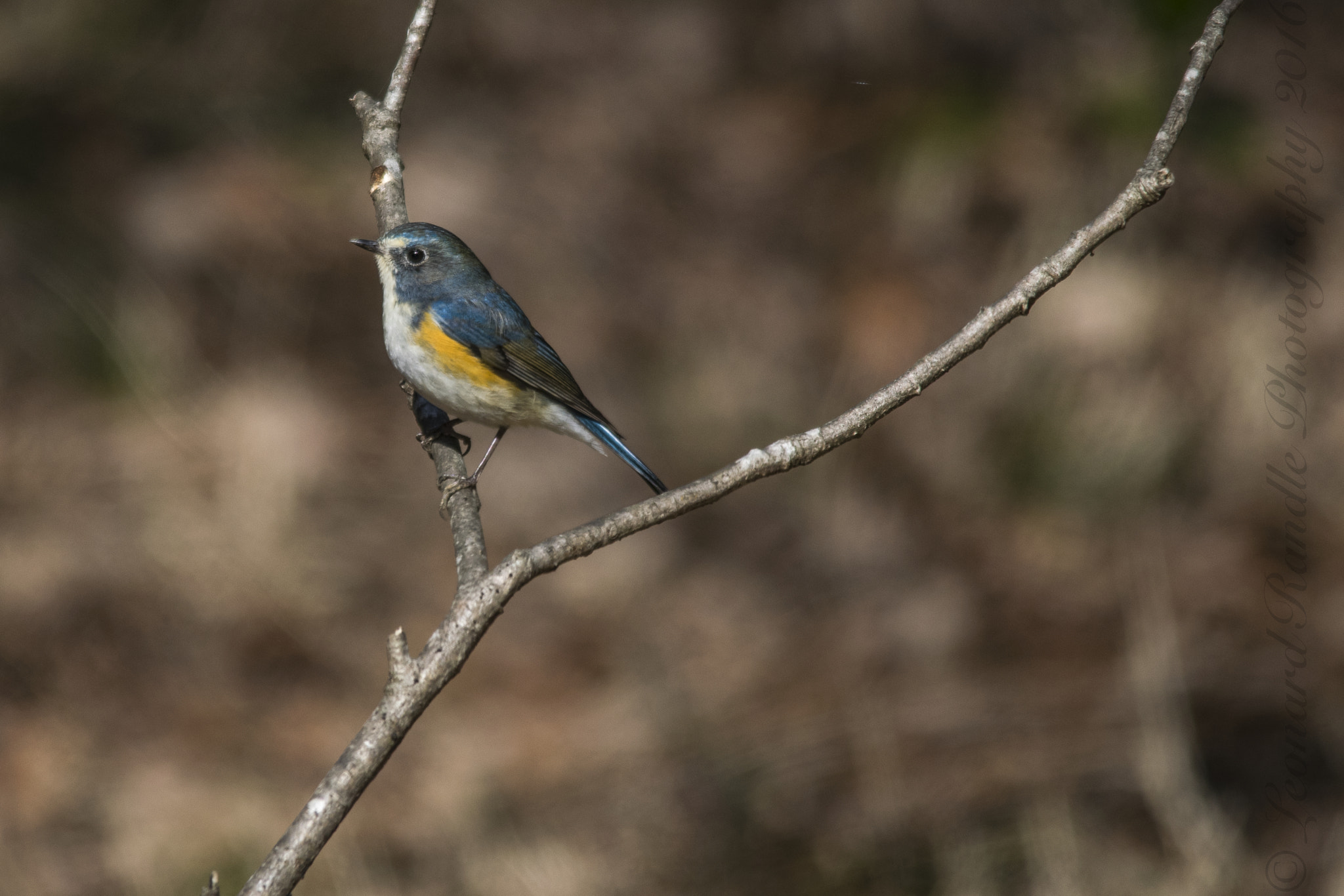 Sigma 150-500mm F5-6.3 DG OS HSM sample photo. Red flanked blue tail nice px photography