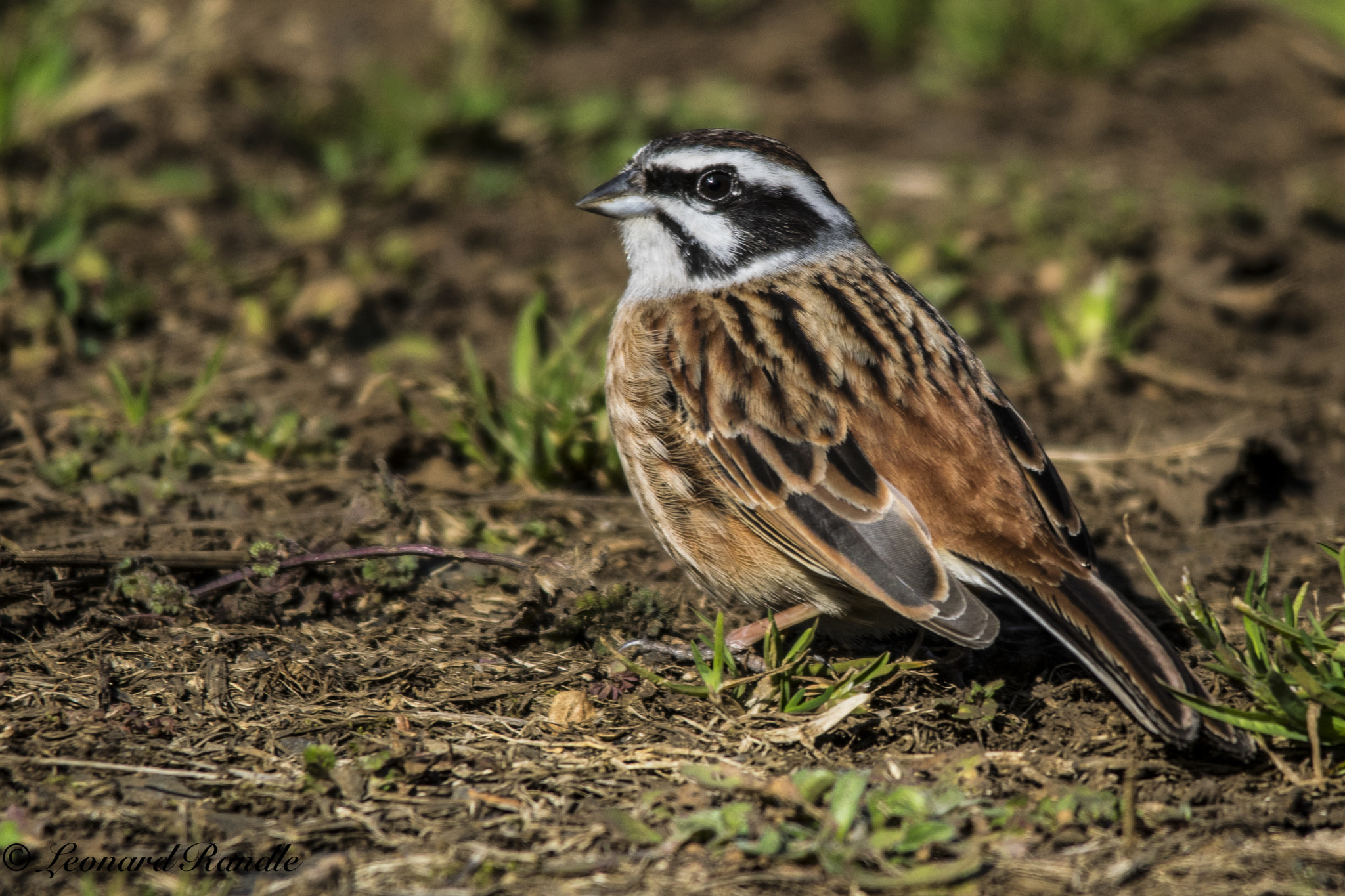 Sigma 150-500mm F5-6.3 DG OS HSM sample photo. Rock bunting excellent px photography