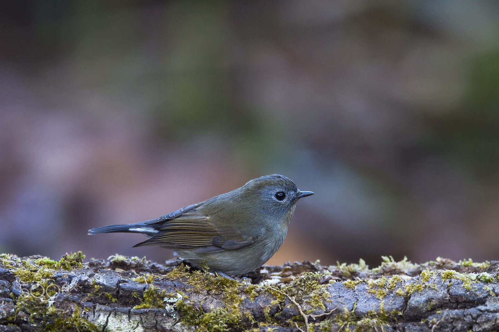 Nikon D4 sample photo. Slaty-blue flycatcher (f) photography