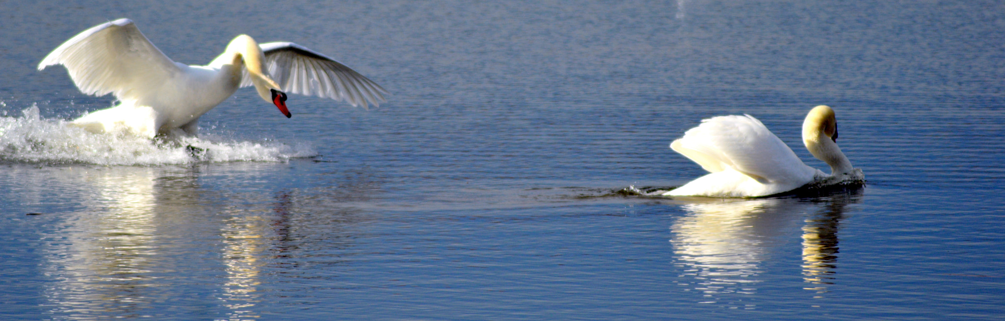 AF Zoom-Nikkor 80-200mm f/4.5-5.6D sample photo. Landing photography