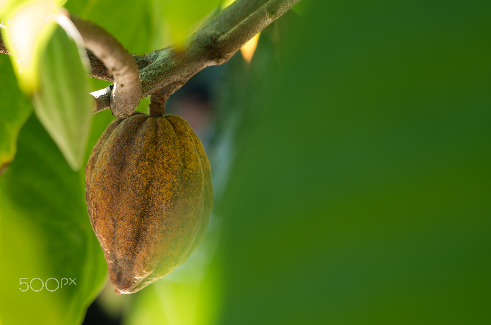 Pentax K-50 sample photo. Green tree of cacao photography