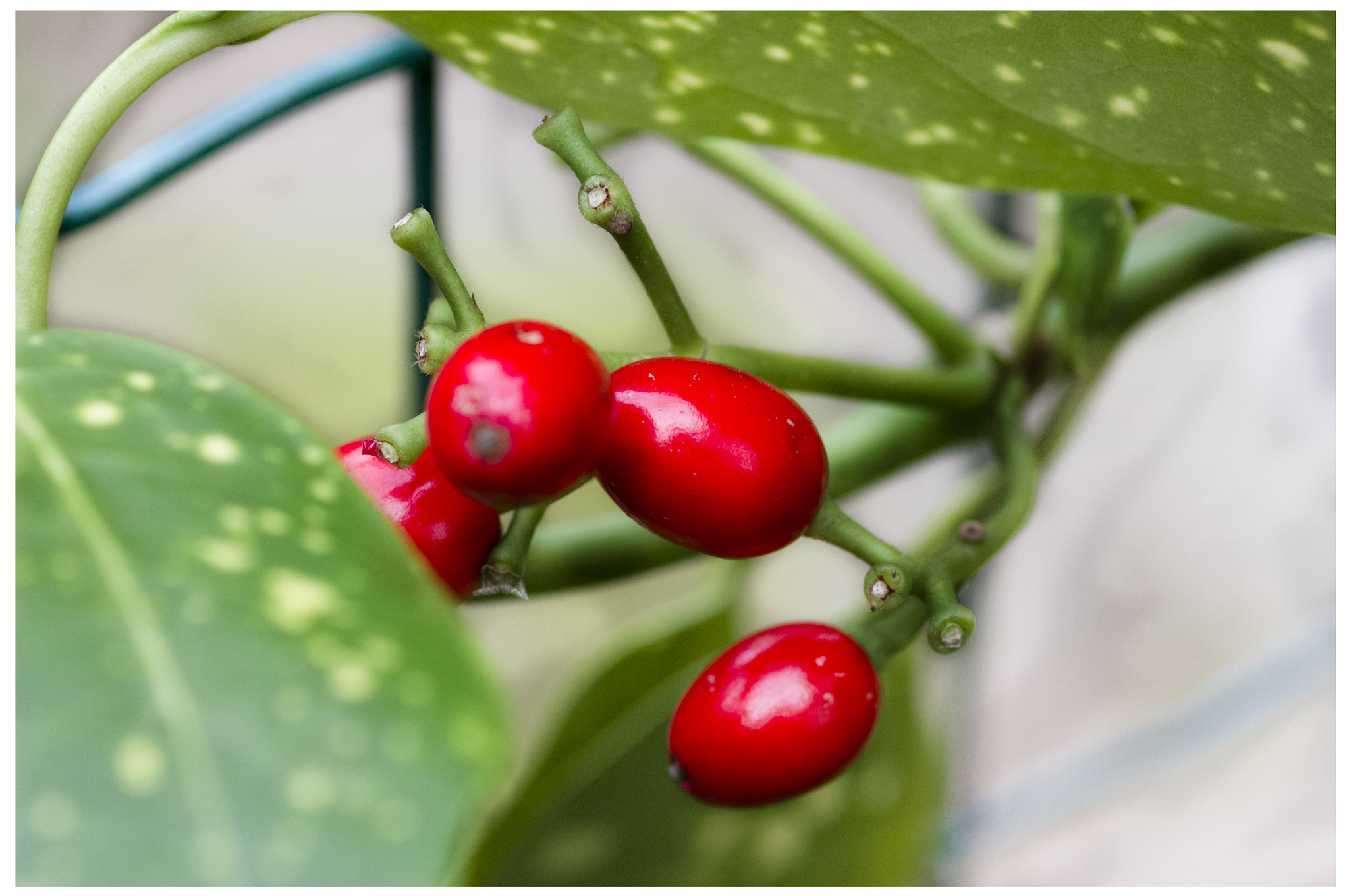 Pentax K-r + Tamron SP AF 90mm F2.8 Di Macro sample photo. Red berries photography