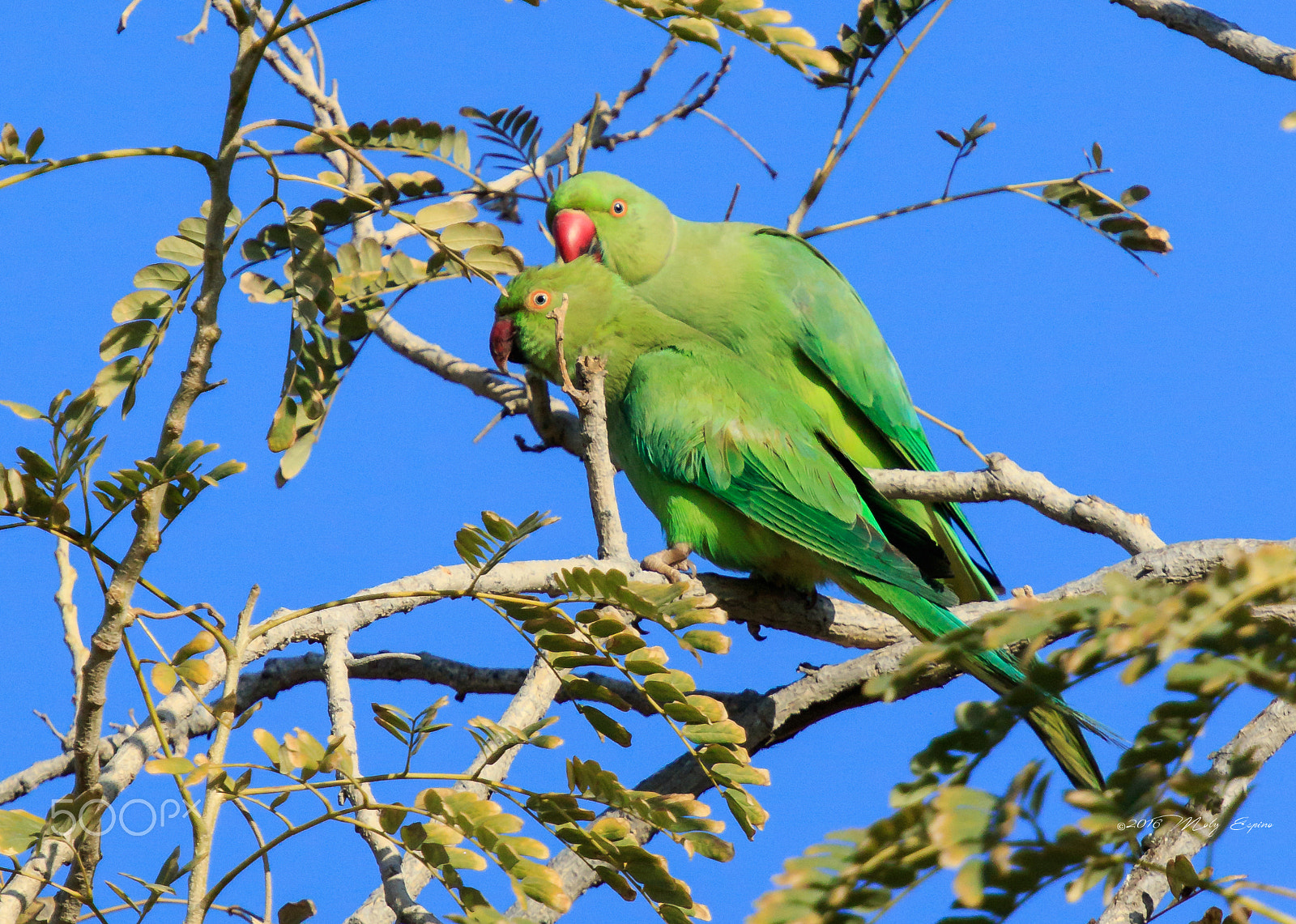 Canon EF 70-200mm F4L USM sample photo. Love is in the tree photography