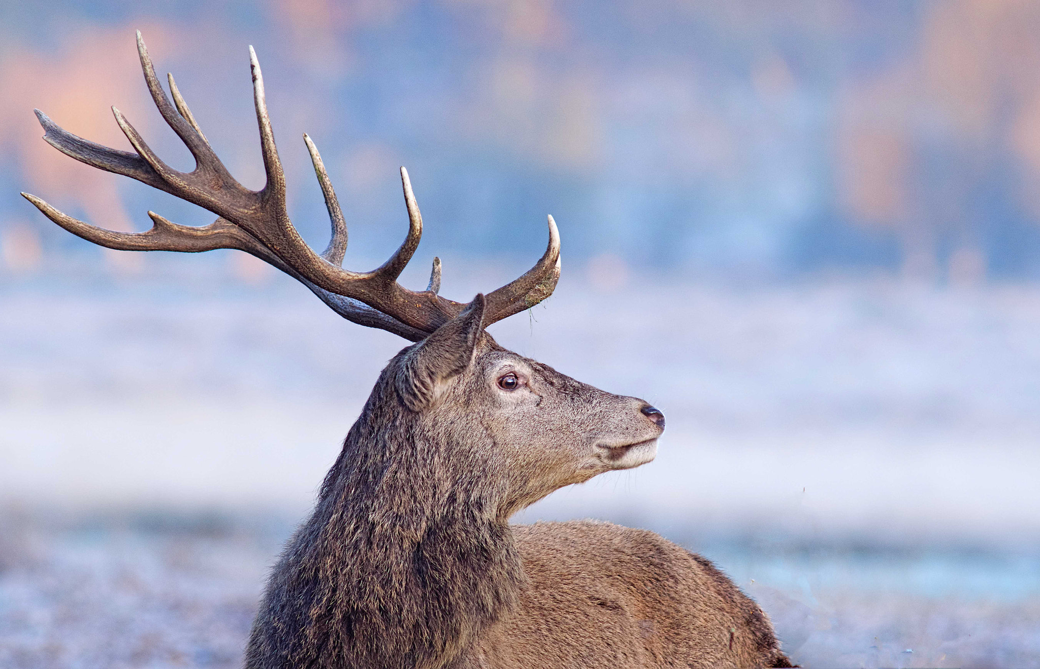 Sony ILCA-77M2 + Minolta AF 300mm F2.8 HS-APO G sample photo. A frosty morning photography