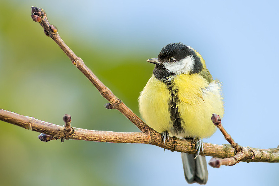 Canon EF 300mm F4L IS USM sample photo. Kohlmeise photography