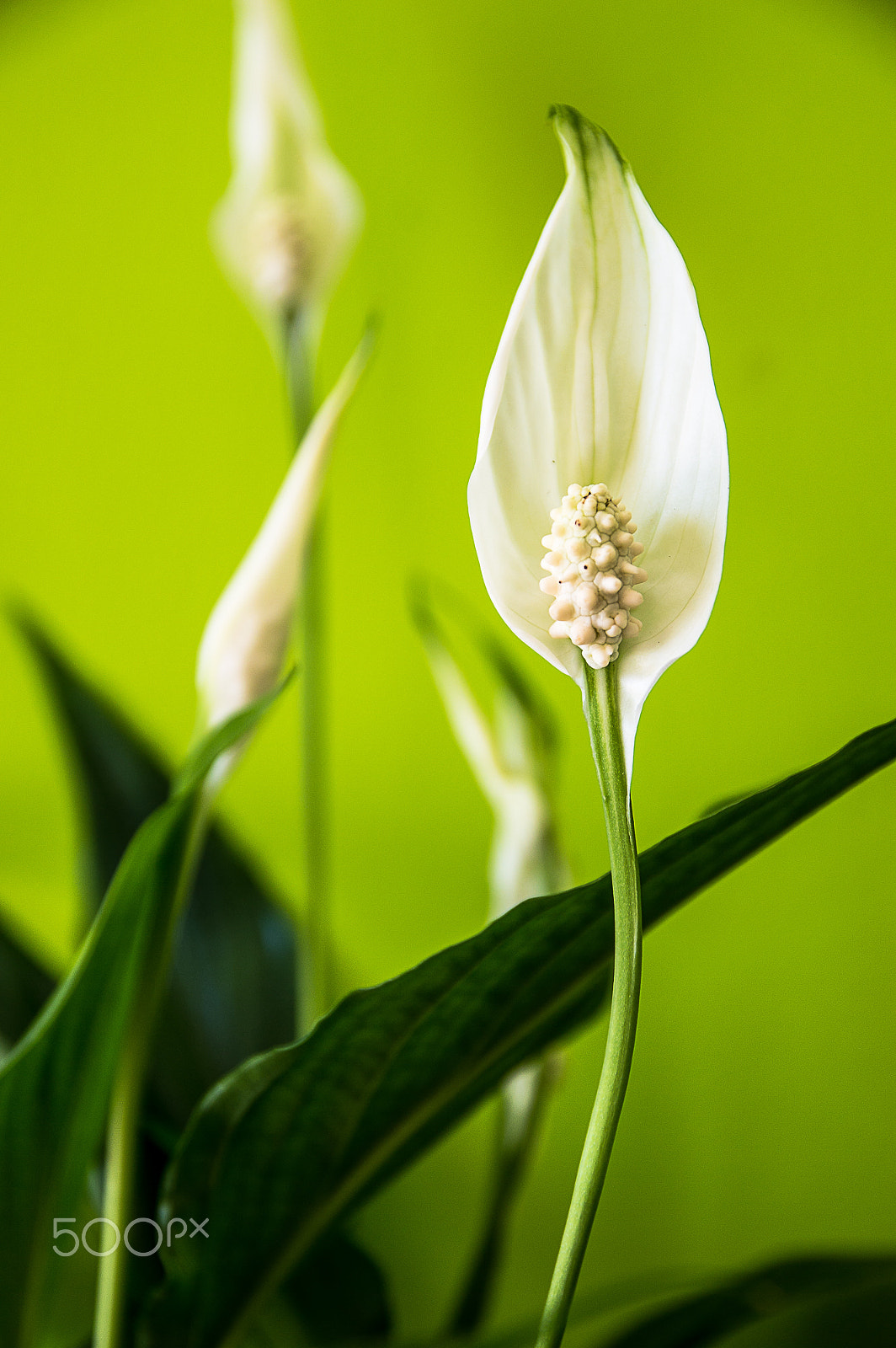 Sigma 17-70mm F2.8-4 DC Macro OS HSM | C sample photo. Spathiphyllum flower photography
