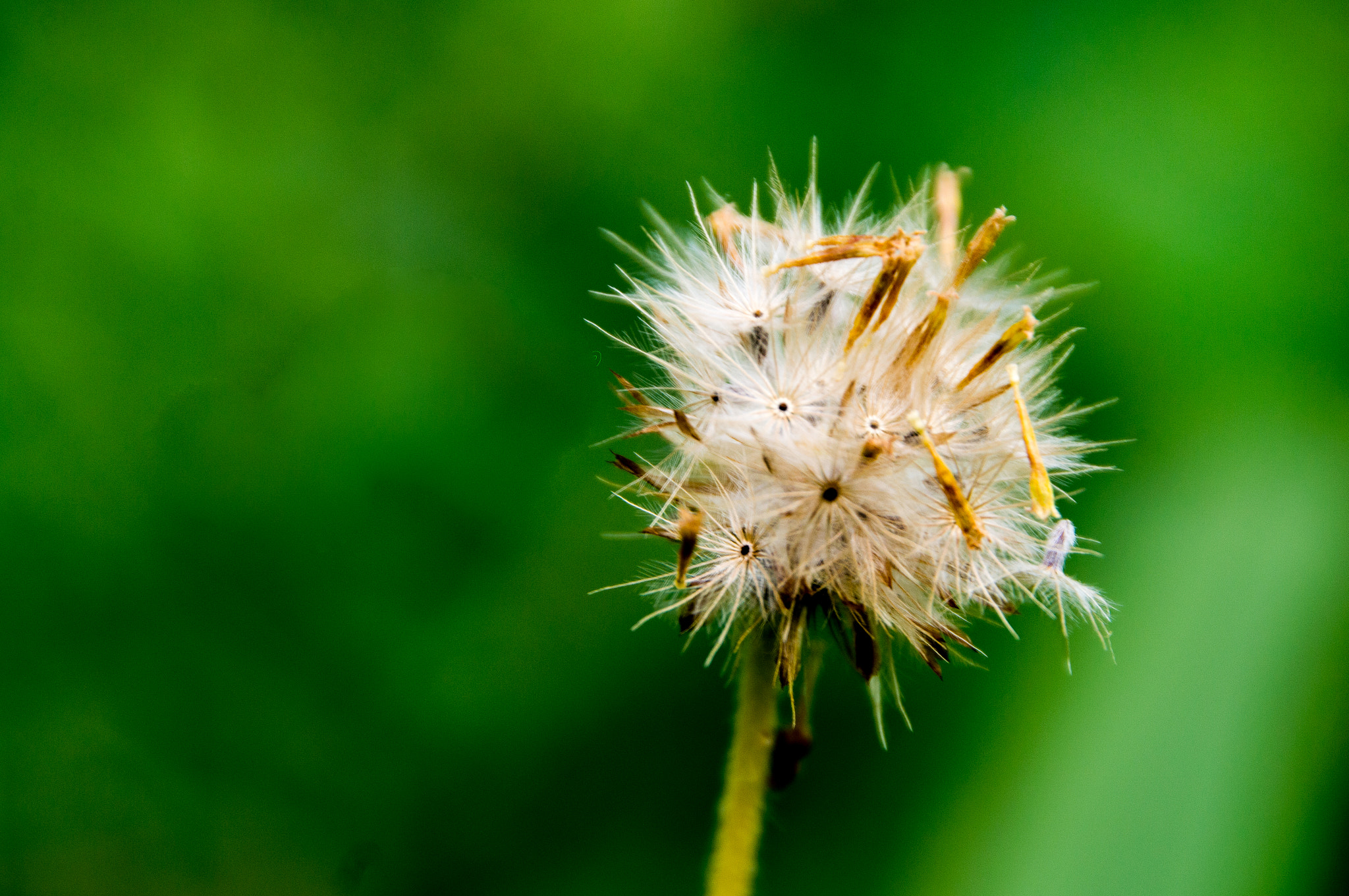 Sigma 18-250mm F3.5-6.3 DC OS HSM sample photo. Dandelion photography