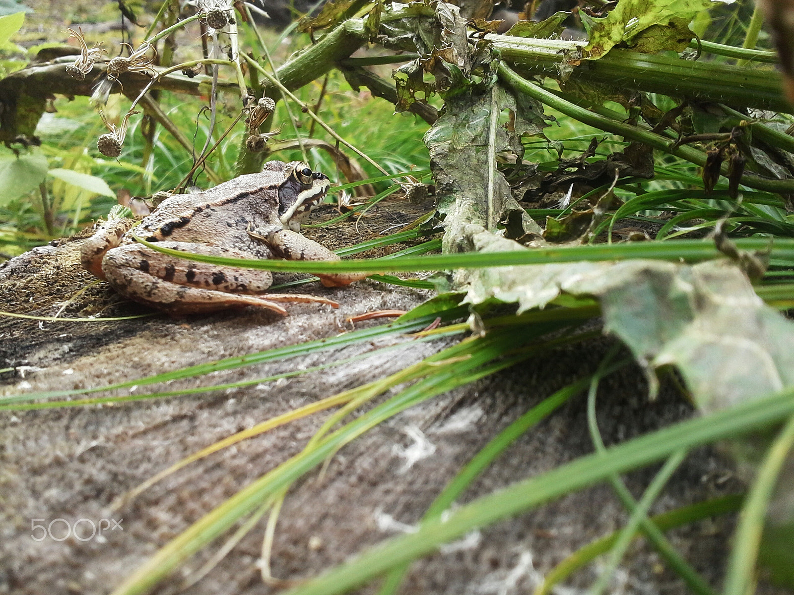 Samsung Galaxy Rugby sample photo. Frog on a rock photography