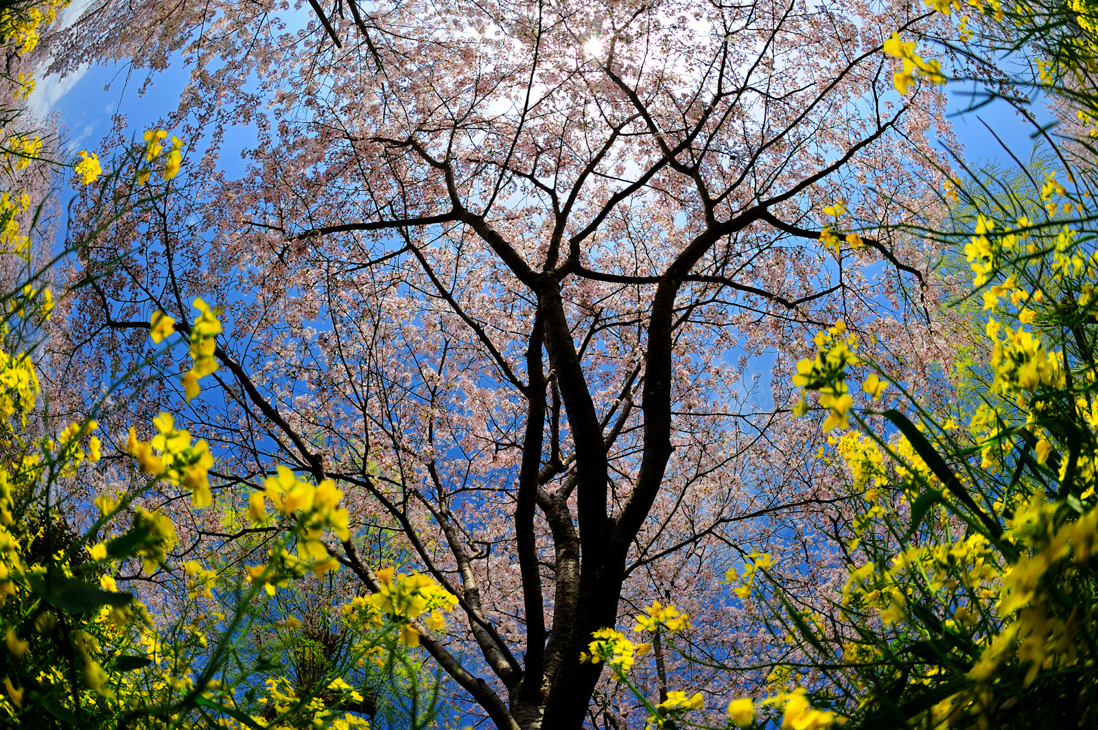 Nikon D3 + Nikon AF Fisheye-Nikkor 16mm F2.8D sample photo. Look up when spring comes in japan photography