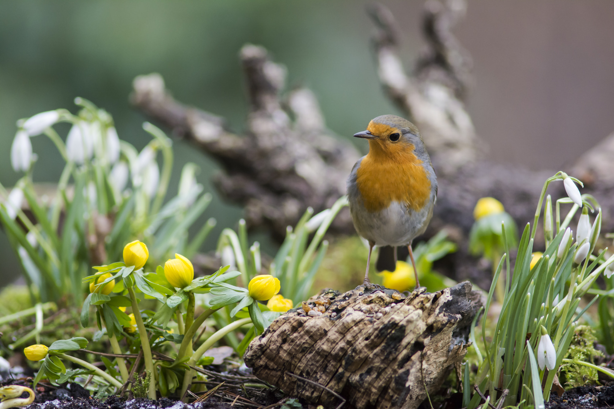 AF Nikkor 300mm f/4 IF-ED sample photo. Robin and spring flowers photography