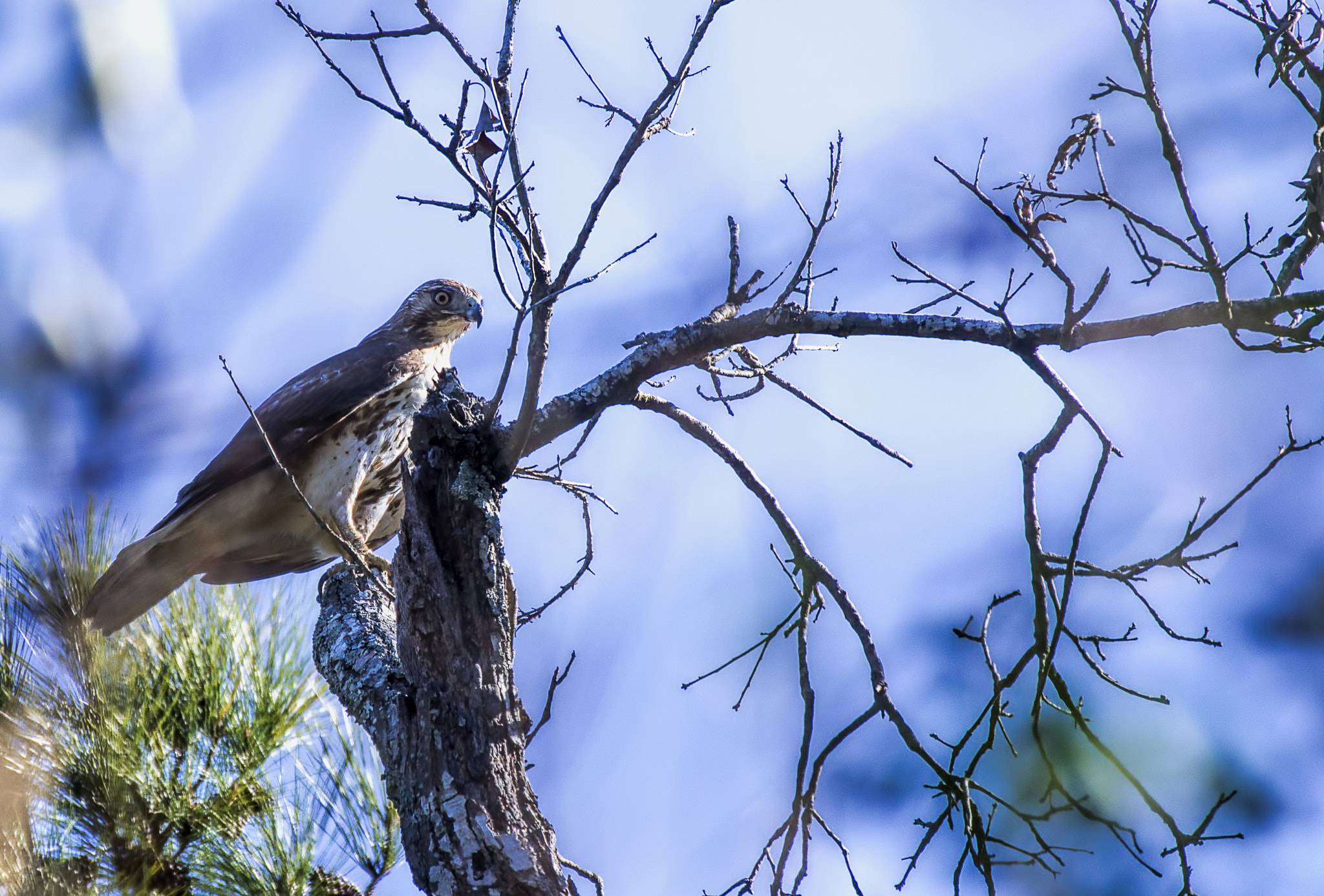 Sony Alpha DSLR-A580 sample photo. Hawk photography